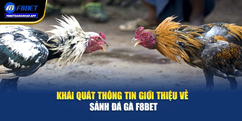 Khái quát thông tin giới thiệu về sảnh đá gà F8bet