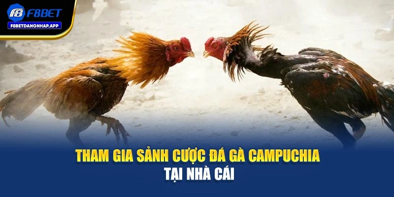 Tham gia sảnh cược đá gà Campuchia tại nhà cái